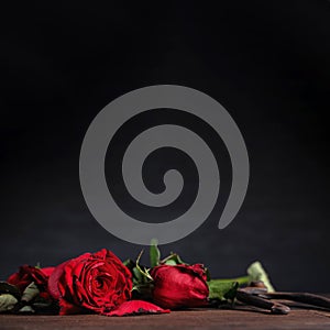 Withered rose on dark gray background and wooden table with fall petals and leaves, design concept of sad Valentine`s day romance