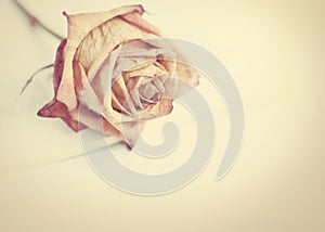 Withered rose