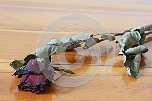 Withered rose flower