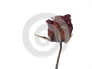 Withered rose  islated