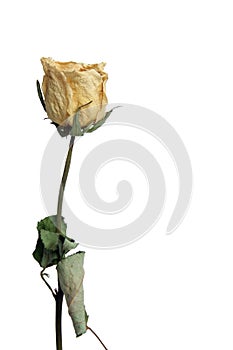 Withered Rose