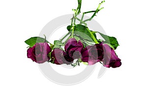 Withered rose isolated over white background