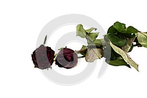 Withered rose isolated over white background