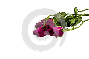 Withered rose isolated over white background