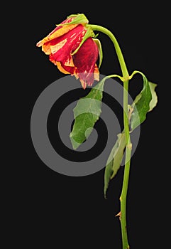 Withered rose over black photo
