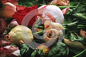 Withered roses photo
