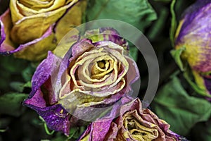 Withered roses in a dry bouquet