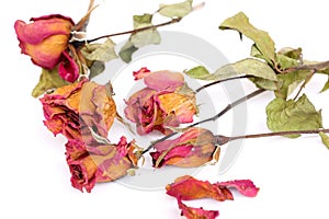 Withered roses and petals over white background
