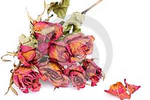 Withered roses and petals over white background