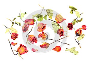Withered roses and petals scattered on white background