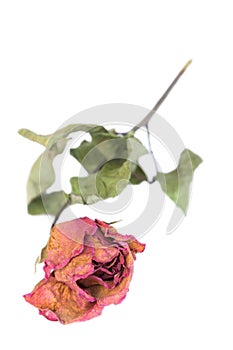 Withered roses and petals scattered on white background