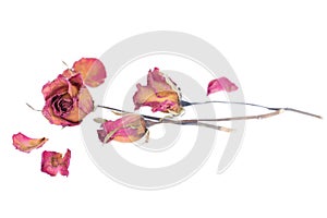 Withered roses and petals scattered on white background