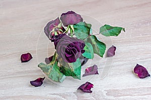 Withered roses photo