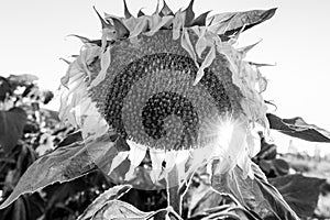 Withered sear sunflowers field sadness environment black and white.