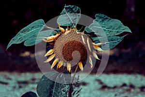 Withered single sunflower in a sunflower field