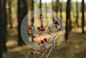 Withered small wild apples in the forest on a curved branch