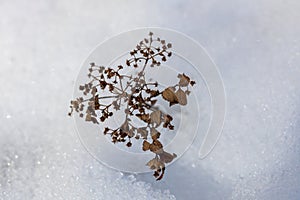 Withered and spirea stem poking through snow