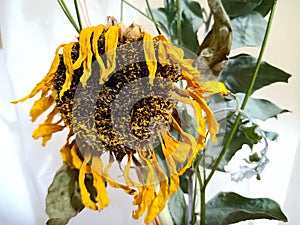 Withered sunflower