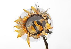 Withered sunflower