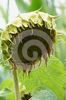 A withered sunflower