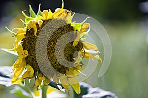 Withered Sunflower