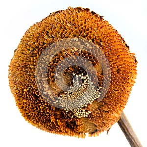 Withered sunflower in autumn, sunflower with few seeds inside - isolated on white