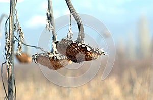 Withered sunflower droop in the field