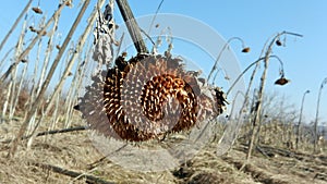 Withered sunflower droop in the field