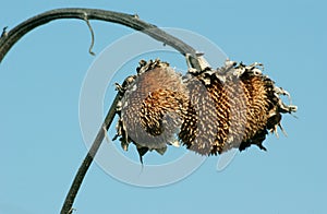 Withered sunflower droop in the field photo