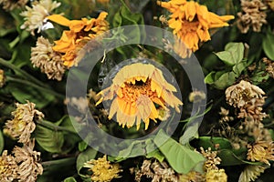 Withered sunflower in flower bouquet