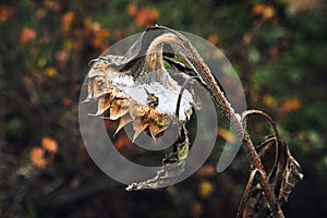 Withered sunflower head