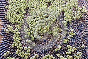 Withered sunflower with seeds