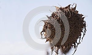 Withered Sunflowers in the Autumn Field Against Blue Sky. Ripened Dry Sunflowers concept, death, thrash