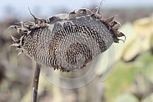 Withered Sunflowers in the Autumn Field. Ripened Dry Sunflowers photo