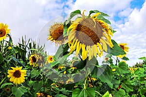 Withered sunflowers for birdseed in autumn