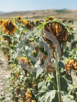 Withered sunflowers bow heads in a parched field, a testament to the harshness of nature. The dried earth cracks beneath