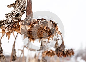 Withered sunflowers in winter