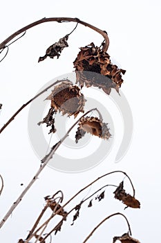 Withered sunflowers in winter