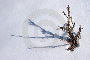 Withered thistle with shadow at snow at Mount Ararat slopes, Turkey
