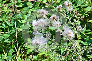 Withered thistle, stems left with a cotton like fluff bud