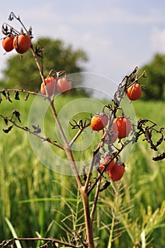 Withered tomato plants dries up