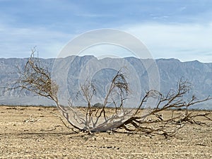 Withered tree in the Arava desert