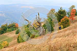 Withered tree on autumn Carpathian mountainside