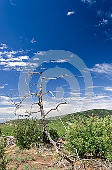 Withered tree in barren, rural landscape in the US Southwest