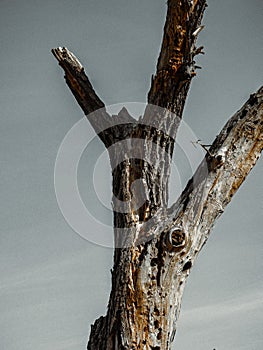 A withered tree, a blue sky