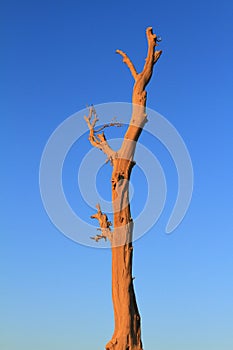 Withered tree photo