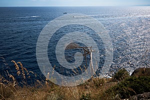 a withered tree on the edge of a hill near the mediterranean sea with sailing yachts