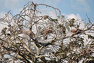 A withered tree inhabited by cormorants