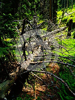 withered tree in the middle of the forest