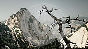 Withered tree and mountain